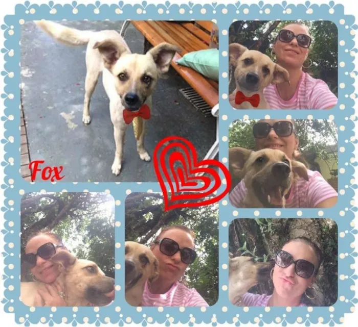 Cachorro ra a SRD idade 4 anos nome Fox