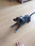 Bob