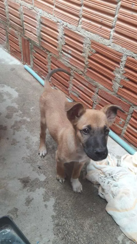 Cachorro ra a Vira lata idade 2 a 6 meses nome Sem nome