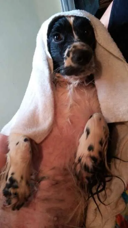 Cachorro ra a SRD idade 5 anos nome Bethânia
