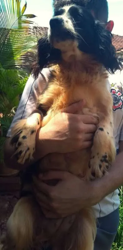 Cachorro ra a SRD idade 5 anos nome Bethânia