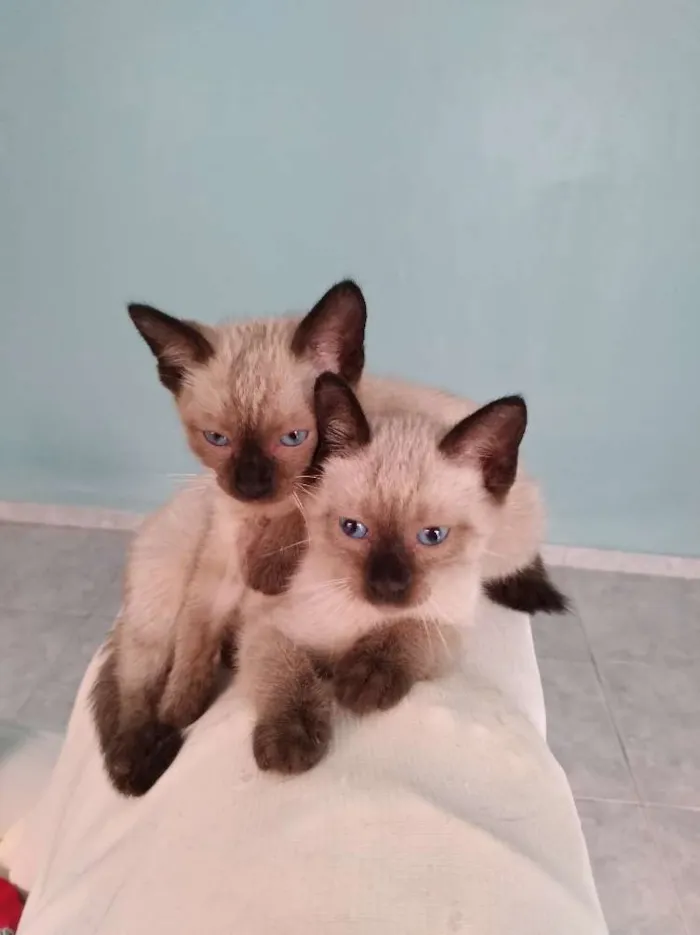Gato ra a Siameses idade Abaixo de 2 meses nome Cecília e Olívia