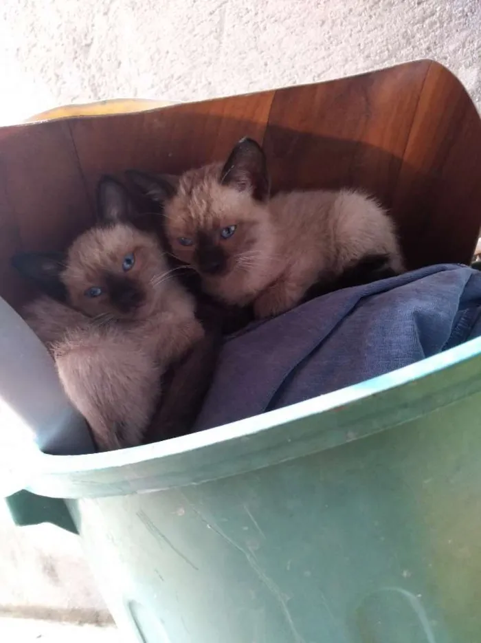 Gato ra a Siameses idade Abaixo de 2 meses nome Cecília e Olívia