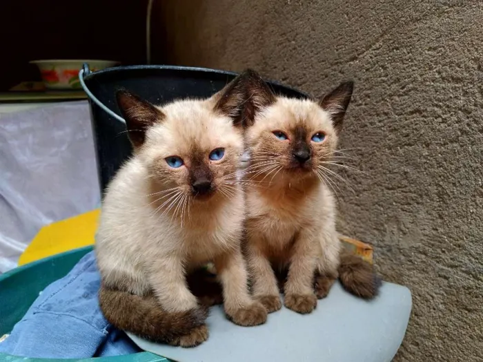 Gato ra a Siameses idade Abaixo de 2 meses nome Cecília e Olívia