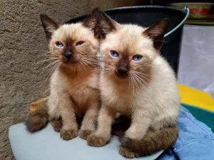Gato raça Siameses idade Abaixo de 2 meses nome Cecília e Olívia