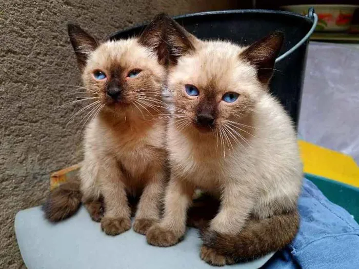 Gato ra a Siameses idade Abaixo de 2 meses nome Cecília e Olívia