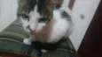 Stuart