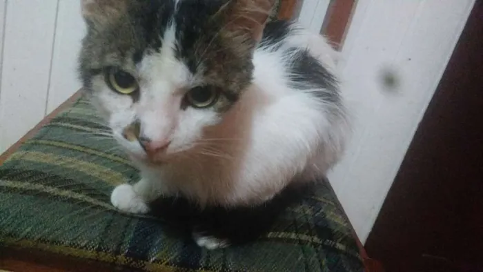 Gato ra a Não sei  idade 2 anos nome Stuart