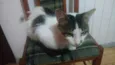 Stuart