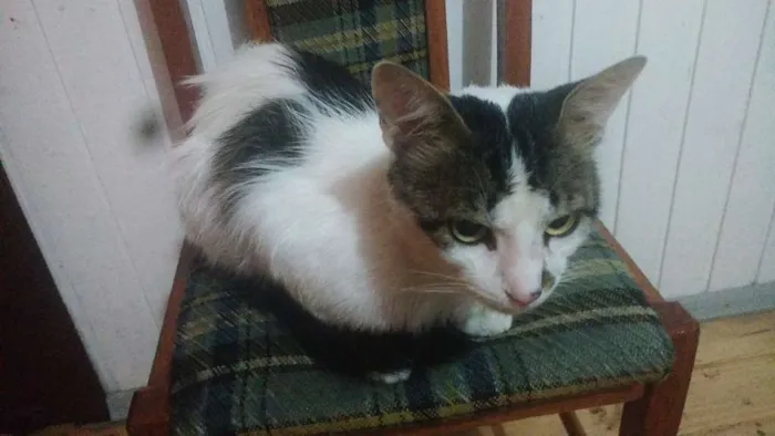 Gato ra a Não sei  idade 2 anos nome Stuart
