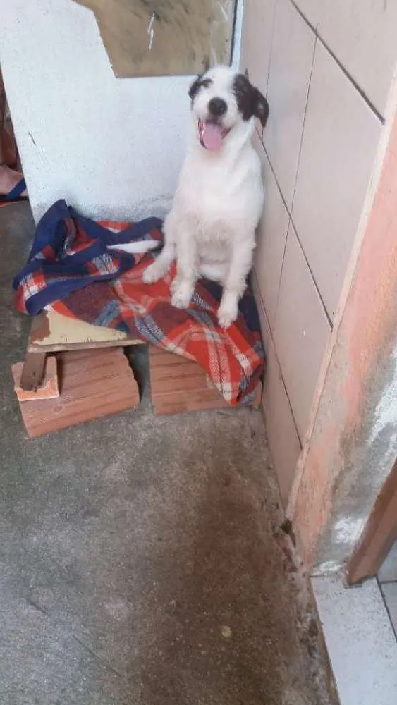 Cachorro raça Indefinida  idade  nome Zoe e Atena 