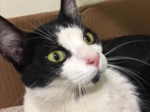 Gato raça SRD  idade 7 a 11 meses nome Tom 