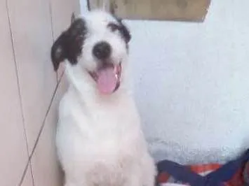 Cachorro raça Indefinida  idade  nome Zoe e Atena 