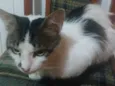 Stuart