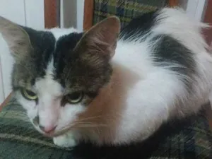 Gato raça Não sei  idade 2 anos nome Stuart