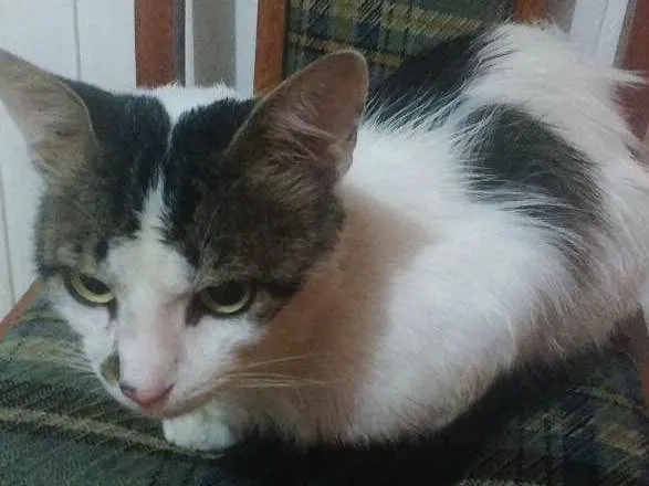 Gato ra a Não sei  idade 2 anos nome Stuart