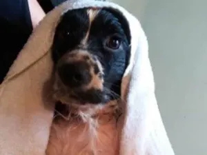 Cachorro raça SRD idade 5 anos nome Bethânia