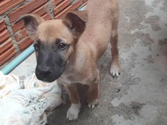 Cachorro ra a Vira lata idade 2 a 6 meses nome Sem nome