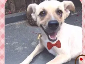 Cachorro raça SRD idade 4 anos nome Fox