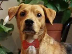 Cachorro raça SRD idade 1 ano nome João - 1 aninho