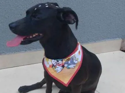 Cachorro ra a Fox Paulistinha idade 3 anos nome Dolly