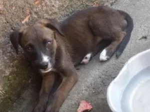 Cachorro raça Labrador com viralata  idade 2 a 6 meses nome Sem nome filhotes 