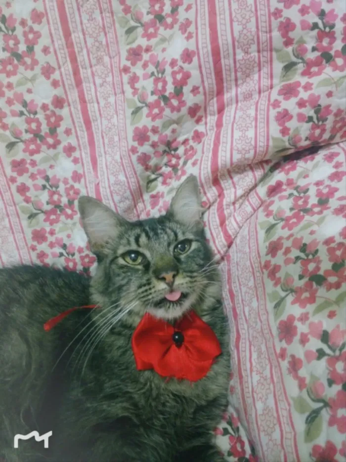 Gato ra a SRD  idade 7 a 11 meses nome KHLOE 