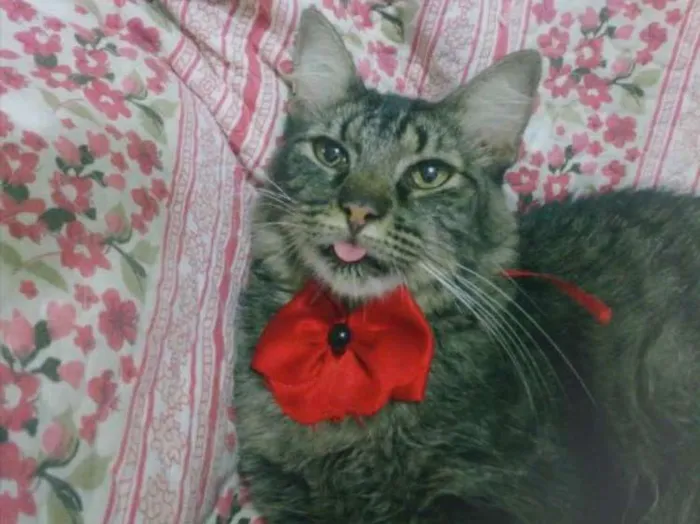 Gato ra a SRD  idade 7 a 11 meses nome KHLOE 
