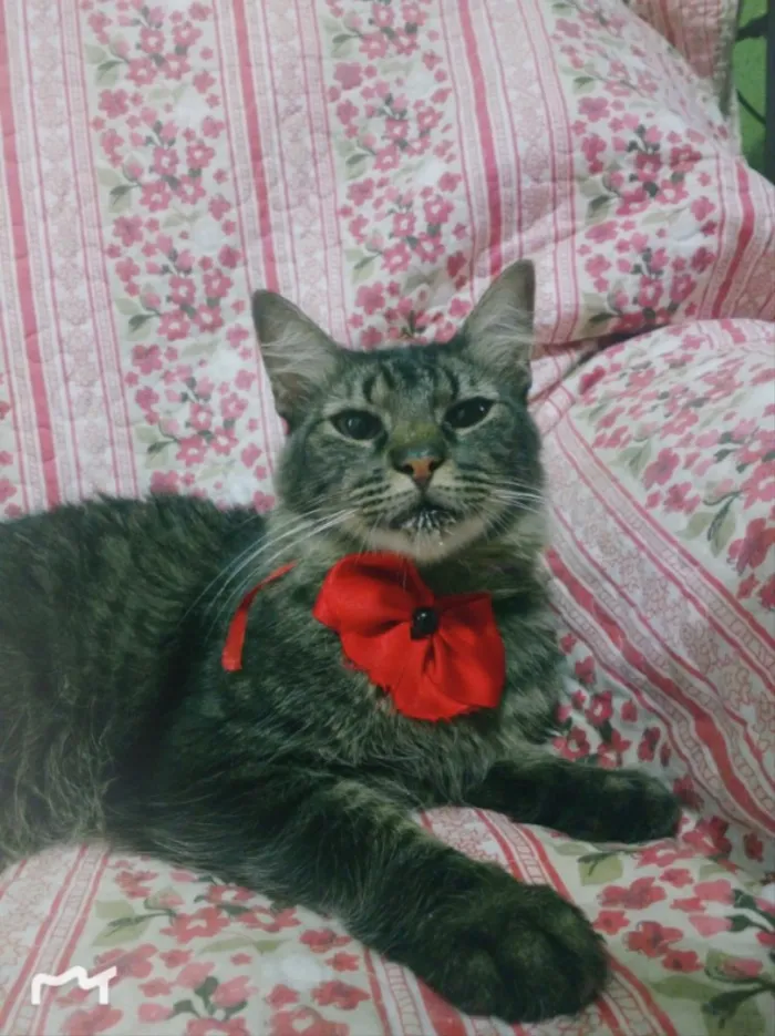 Gato ra a SRD  idade 7 a 11 meses nome KHLOE 