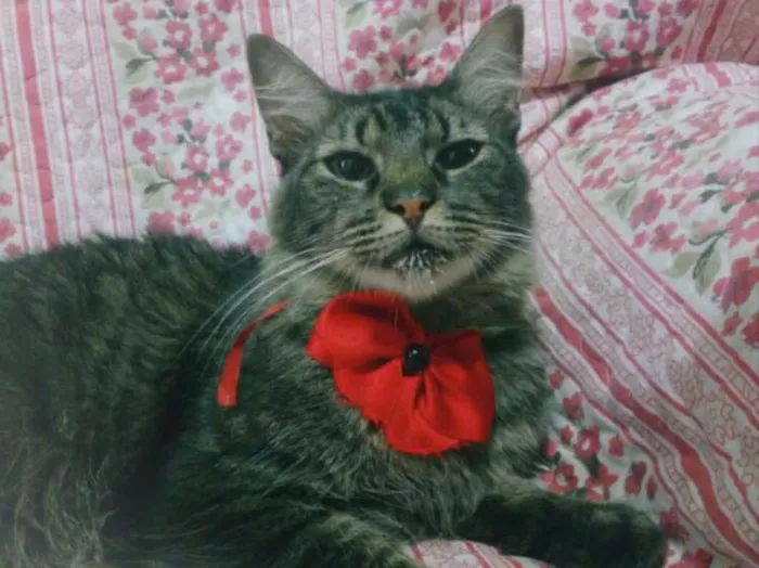 Gato ra a SRD  idade 7 a 11 meses nome KHLOE 