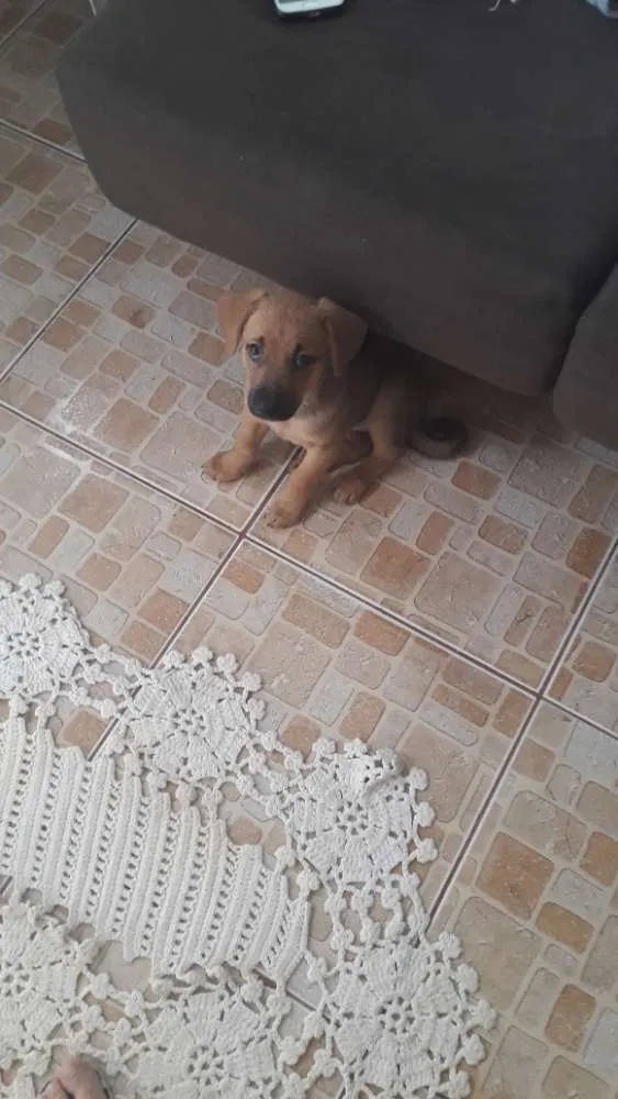 Cachorro ra a  idade 2 a 6 meses nome Mel