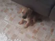 Mel