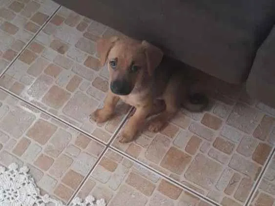 Cachorro ra a  idade 2 a 6 meses nome Mel