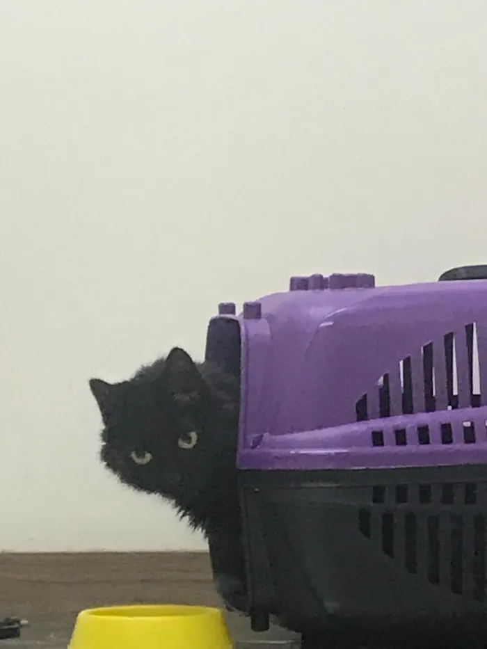 Gato ra a SRD idade 7 a 11 meses nome Tatu