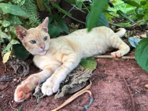 Gato raça SRD idade 7 a 11 meses nome Pudim