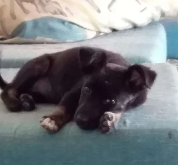 Cachorro ra a SRD idade 2 a 6 meses nome MIMA