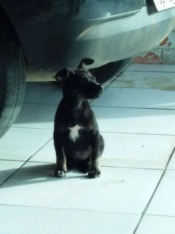 Cachorro ra a SRD idade 2 a 6 meses nome MIMA