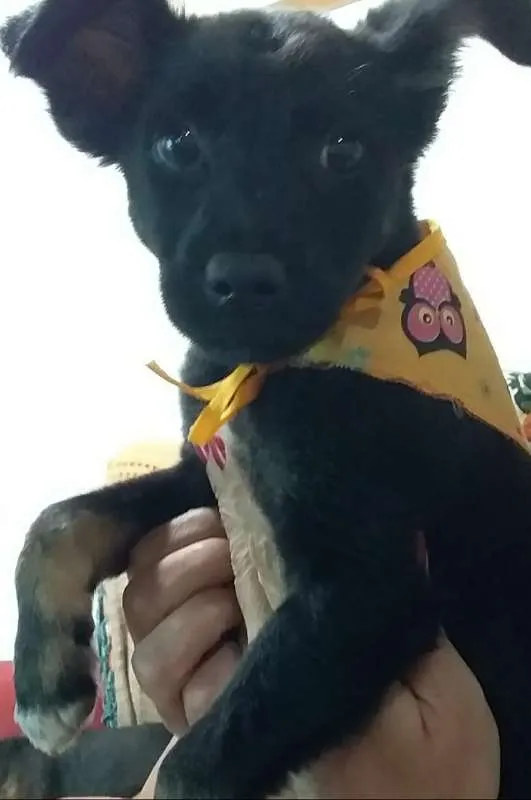 Cachorro ra a SRD idade 2 a 6 meses nome MIMA