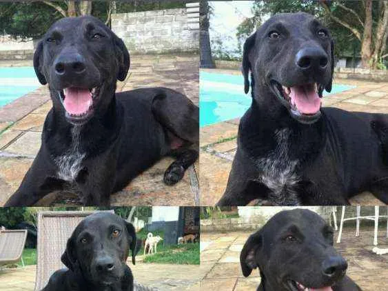 Cachorro ra a SRD idade 1 ano nome Thor