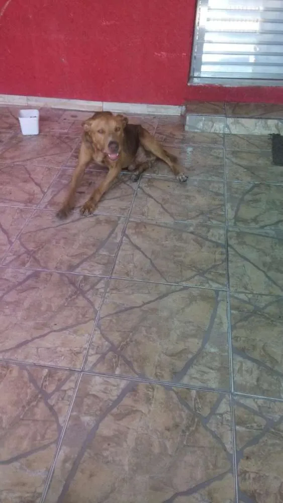 Cachorro ra a Labrador com Pitbull idade 6 ou mais anos nome Max