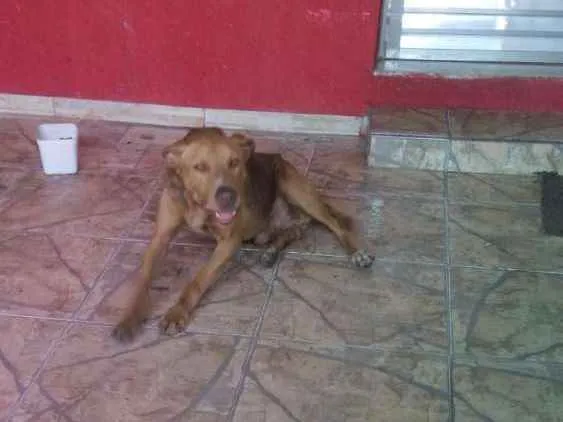 Cachorro ra a Labrador com Pitbull idade 6 ou mais anos nome Max