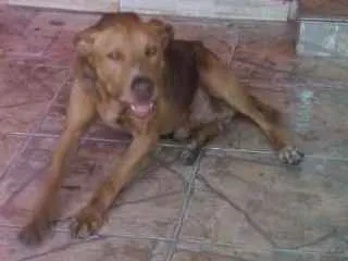 Cachorro ra a Labrador com Pitbull idade 6 ou mais anos nome Max