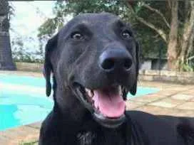 Cachorro ra a SRD idade 1 ano nome Thor