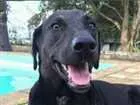 Cachorro raça SRD idade 1 ano nome Thor