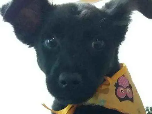Cachorro ra a SRD idade 2 a 6 meses nome MIMA
