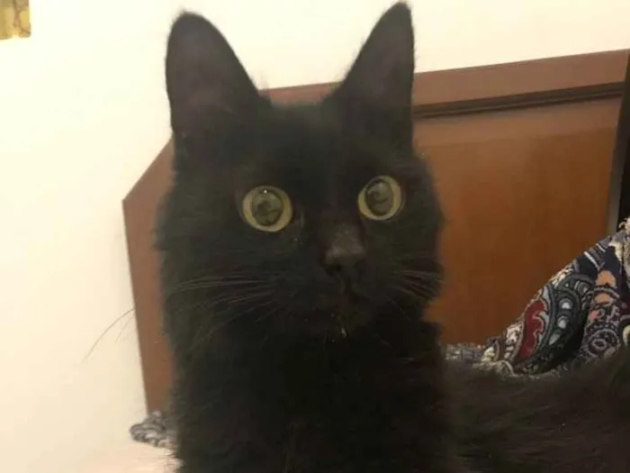 Gato ra a SRD idade 7 a 11 meses nome Tatu