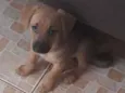 Mel