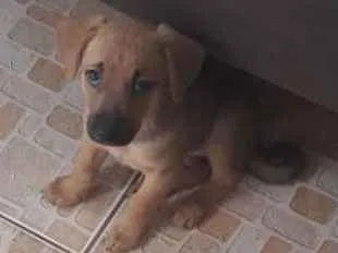 Cachorro ra a  idade 2 a 6 meses nome Mel