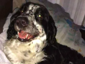 Cachorro raça Mistura cocker  idade 6 ou mais anos nome Bob