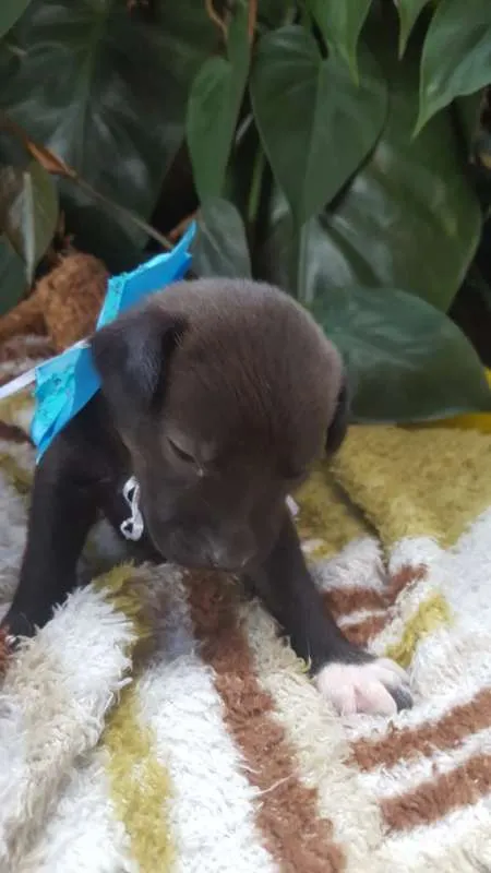 Cachorro ra a srd idade Abaixo de 2 meses nome Filhote 9